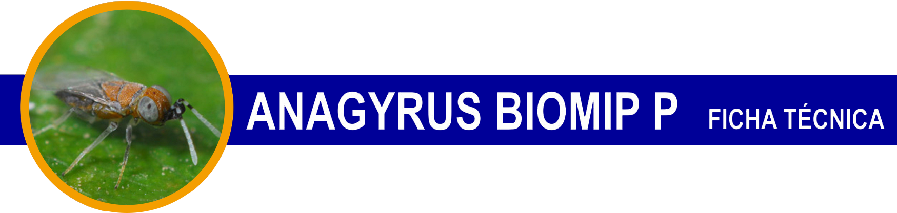 FT-Anagyrus-BIOMIP-P-cabecera