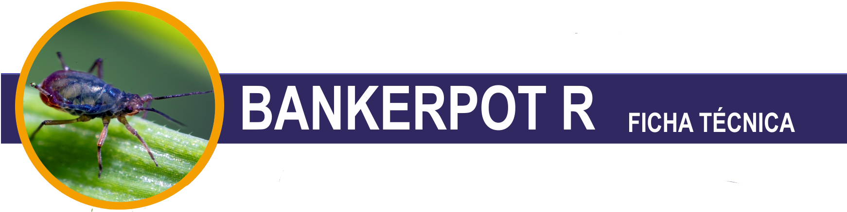FT-BANKERPOT-R-cabecera