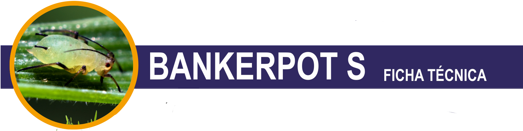 FT-BANKERPOT-S-cabecera