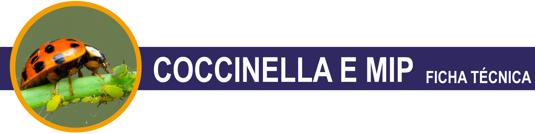 FT-COCCINELLA-E-MIP-cabecera