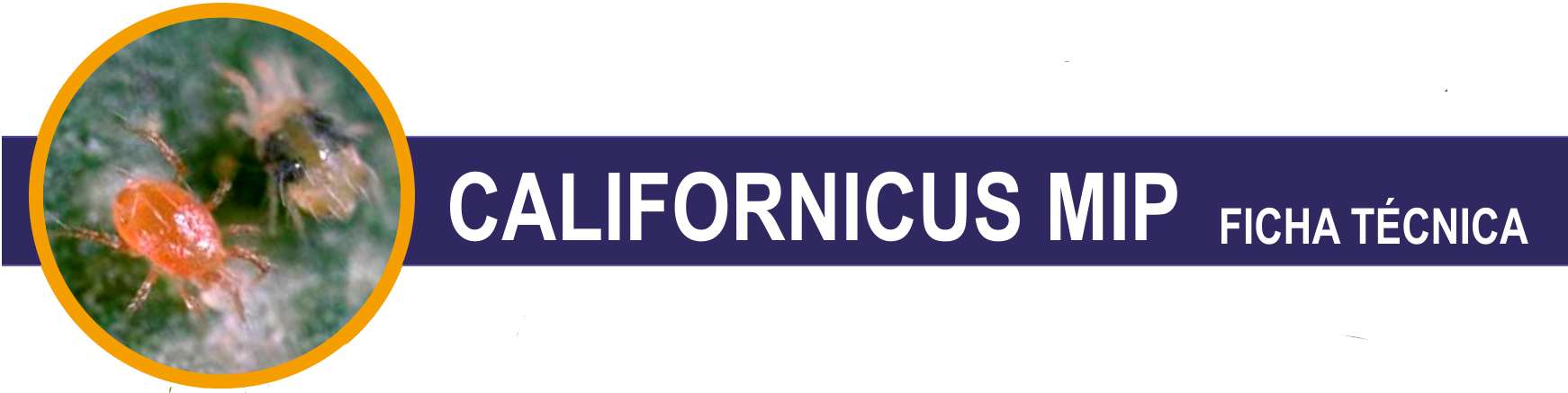 FT-Californicus-Mip-cabecera