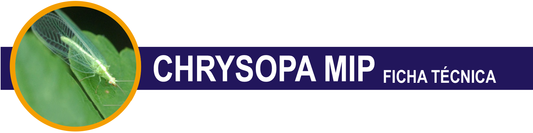 FT-Chrysopa-Mip-cabecera