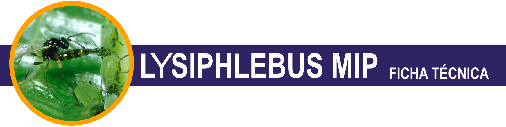 FT-Lysiplebus-Mip-cabecera