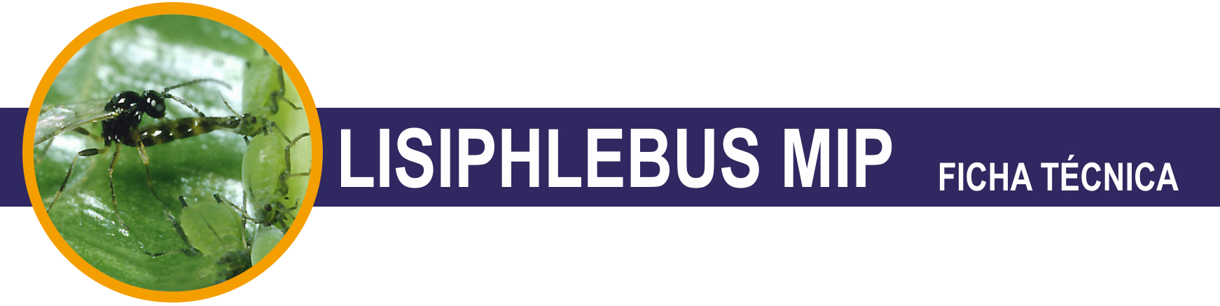 FT-Lysiplebus-Mip-cabecera