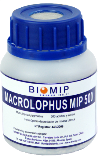 Macrolophus_pygmaeus_biomip