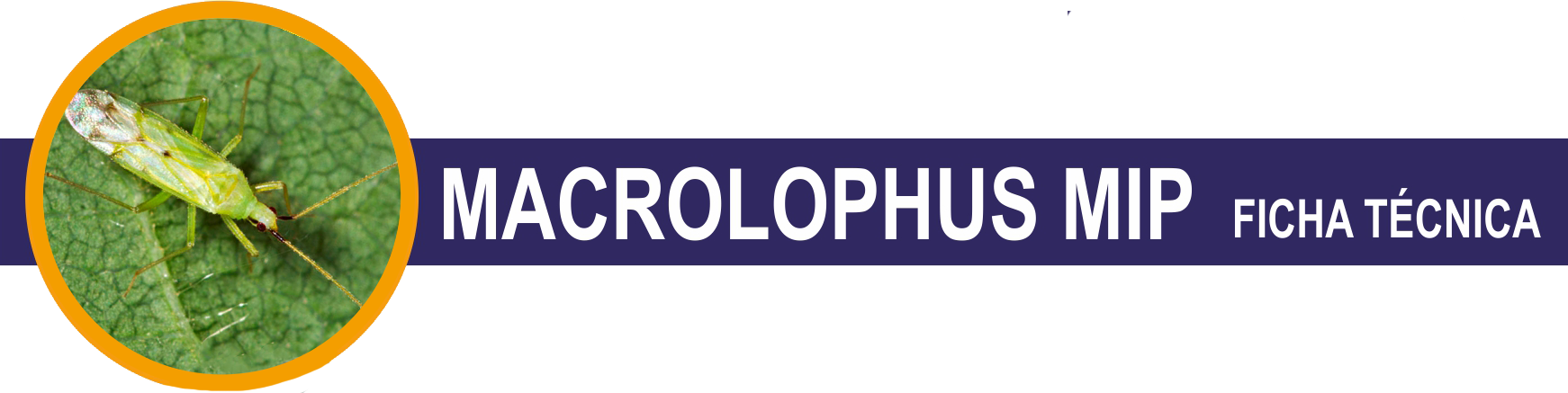 FT-Macrolophus-Mip-cabecera