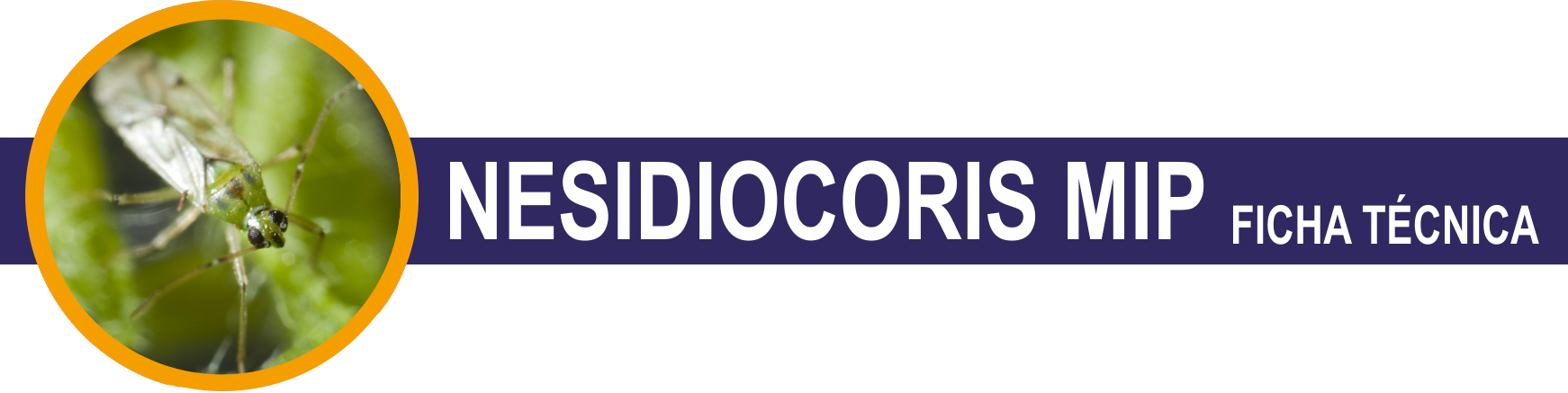 FT-Nesidiocoris-Mip-cabecera