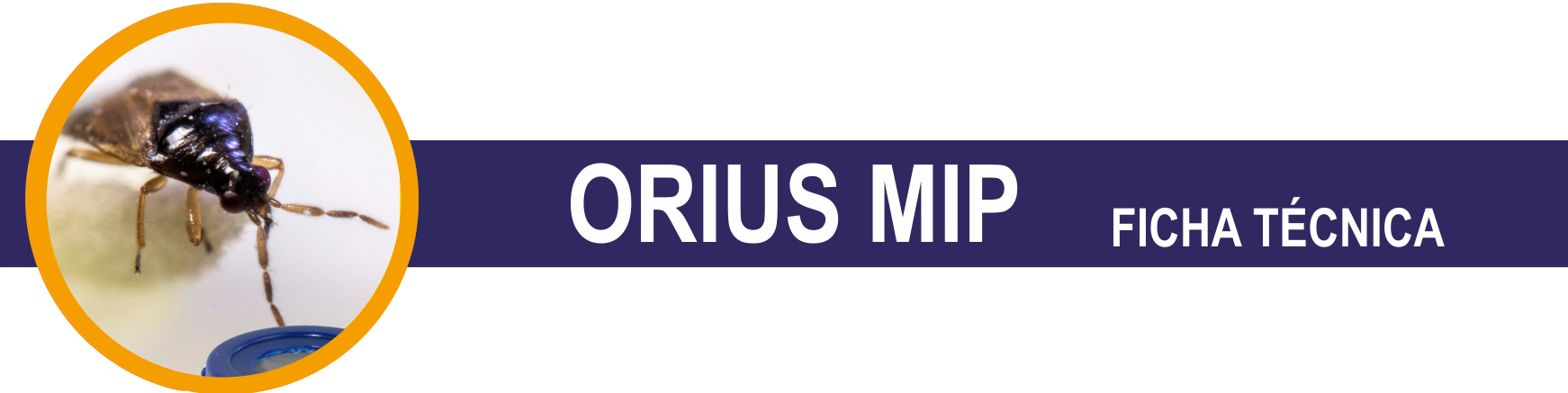 FT-Orius-Mip-cabecera