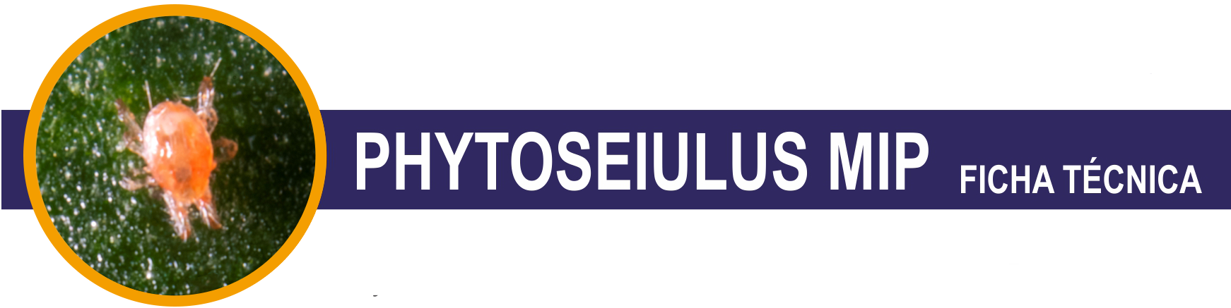 FT-Phytoseilus-Mip-cabacera