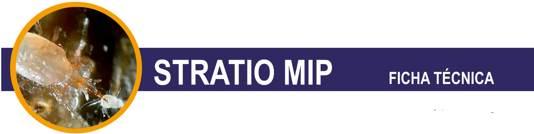 FT-Stratio-MIP-cabecera