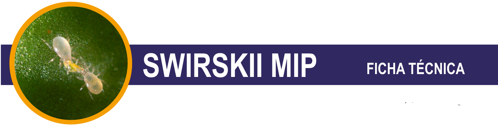 FT-Swirskii-Mip-cabecera