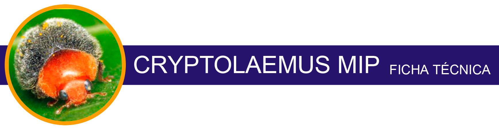 Cryptolaemus-Miprev