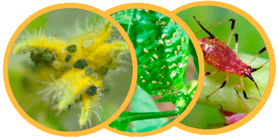Coccinella septempunctata control biológico